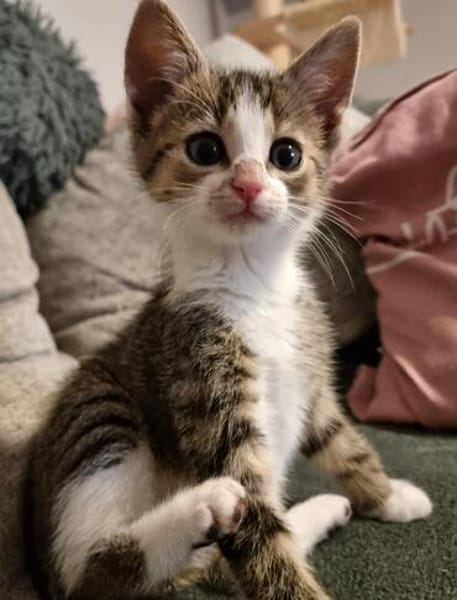Katzenkind Feli