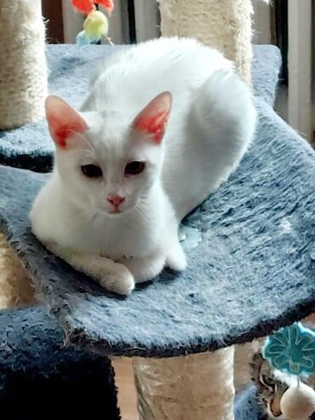Jerry Schneeweißer Kater sucht ruhige Familie