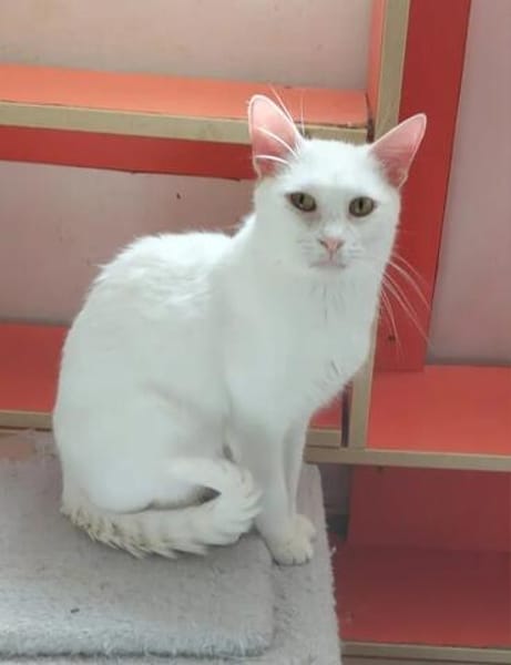 Jerry Schneeweißer Kater sucht ruhige Familie