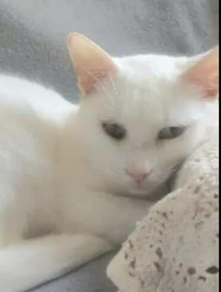 Jerry Schneeweißer Kater sucht ruhige Familie
