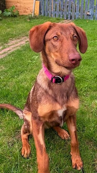 Lupo  ein kleiner Kämpfer, der bereit ist anzukommen