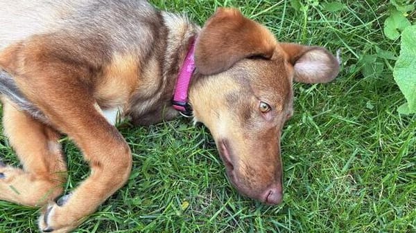 Lupo  ein kleiner Kämpfer, der bereit ist anzukommen