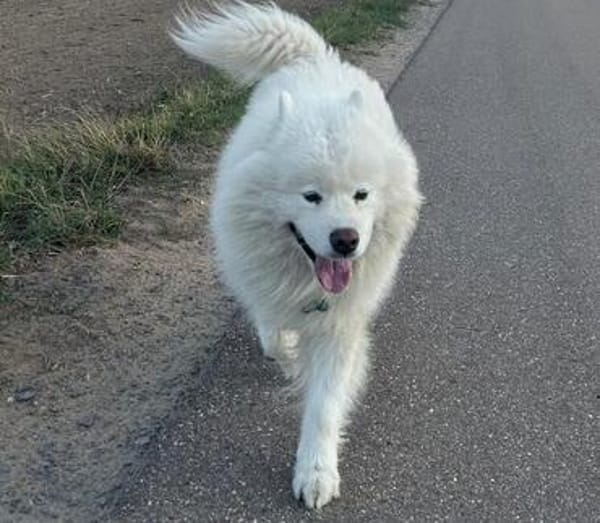 Samojedenrüde Balu