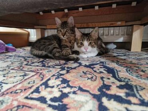 Mila & Maxi suchen gemeinsam ein Zuhause