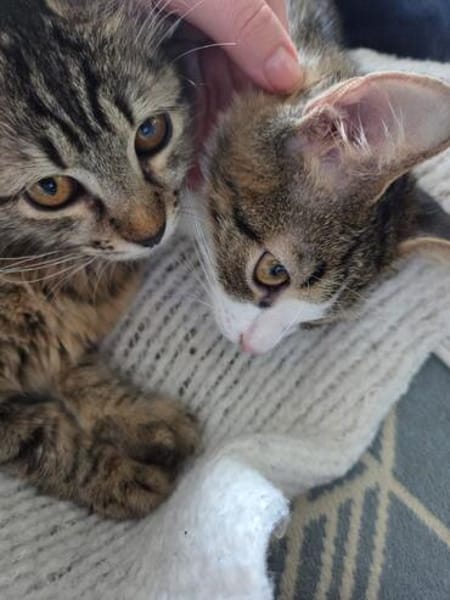 Mila & Maxi suchen gemeinsam ein Zuhause