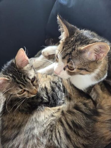 Mila & Maxi suchen gemeinsam ein Zuhause