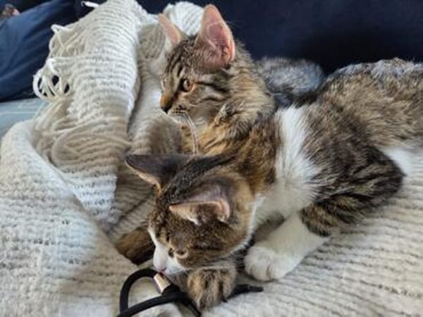 Mila & Maxi suchen gemeinsam ein Zuhause