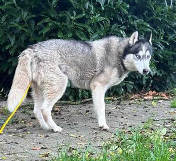 Vermittlungshilfe für Maya - wo ist sie willkommen?