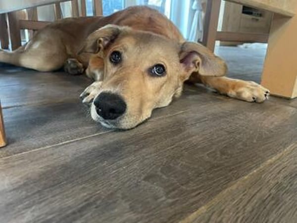 Aufgeweckte Welpin Ellie