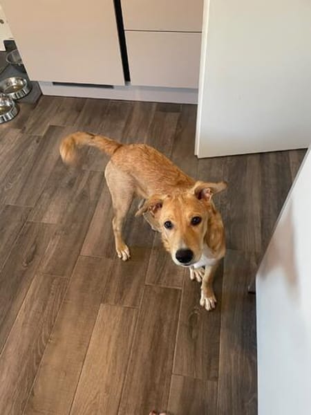 Aufgeweckte Welpin Ellie