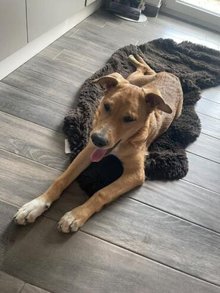 Aufgeweckte Welpin Ellie