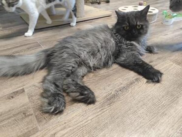COCO&COOKIE - Best Friends suchen ihr Zuhause!