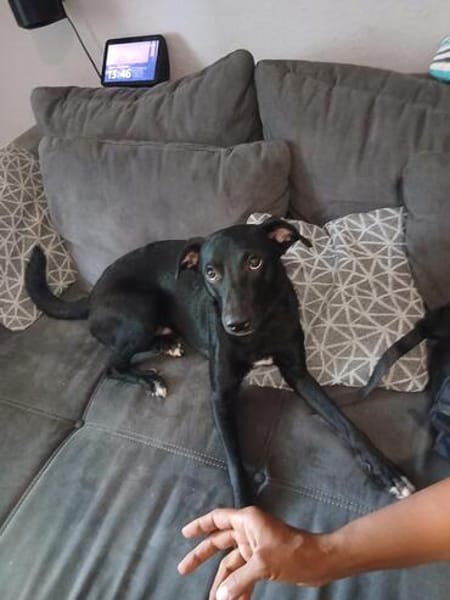 🐾Jogi 🐾 sucht sein für immer Zuhause