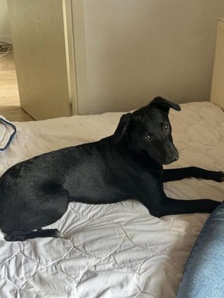 🐾Jogi 🐾 sucht sein für immer Zuhause