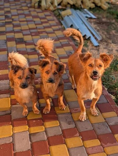 Pinky, 7 kg schwer sucht ein Zuhause