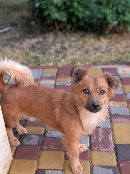 Pinky, 7 kg schwer sucht ein Zuhause