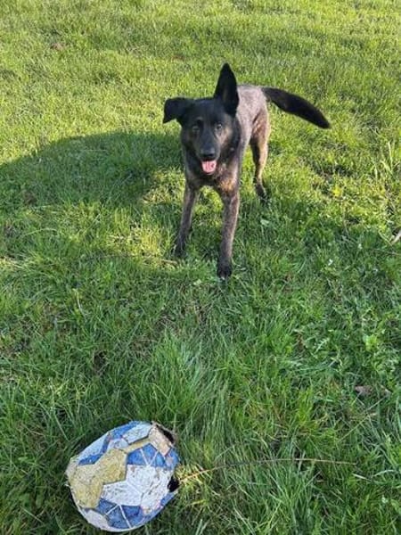 Vermittlungshilfe für Layla - wer hat ein Plätzchen frei