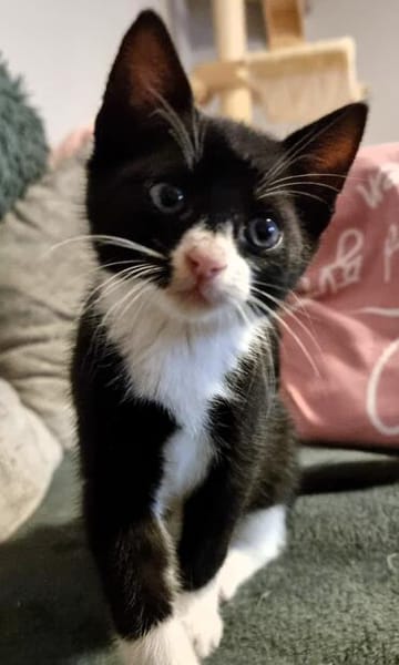 Katzenkind Felix