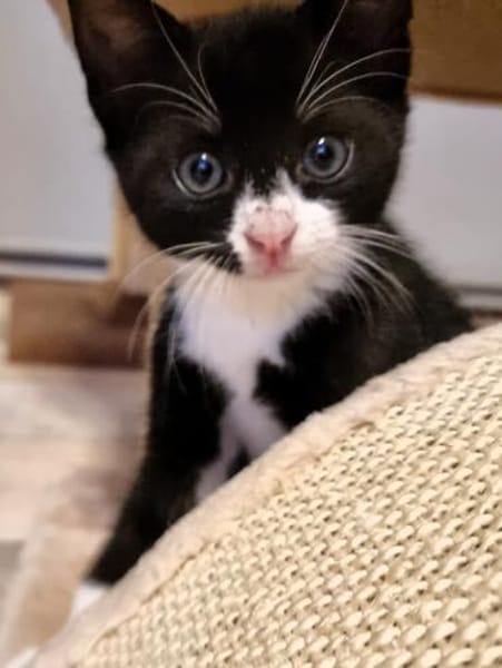 Katzenkind Felix