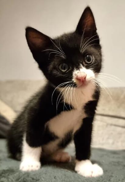 Katzenkind Felix