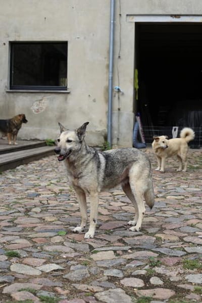 Dauerhafte Pflegestelle/Lebensplatz für Hündin LUCIA gesucht