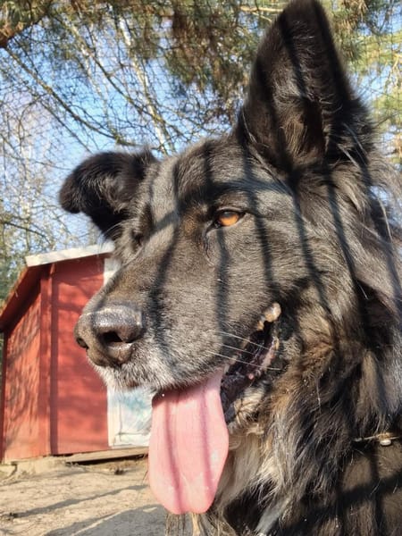 Benny
