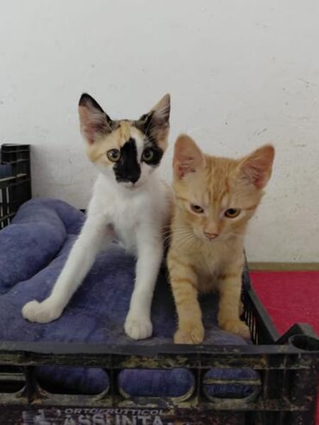 Iliyana & Simba suchen ihr gemeinsames Zuhause