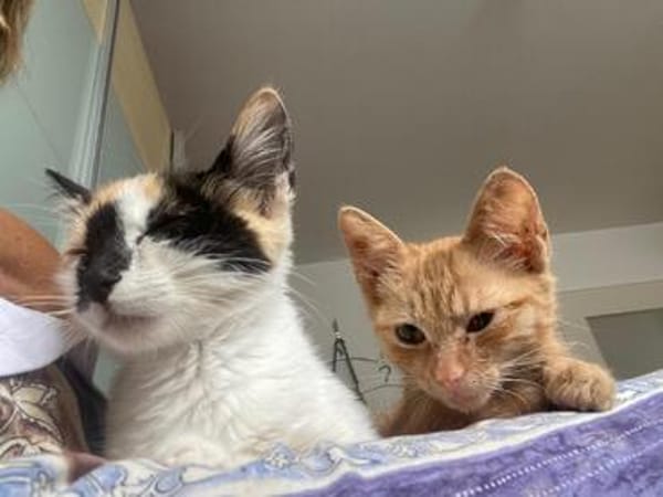 Iliyana & Simba suchen ihr gemeinsames Zuhause