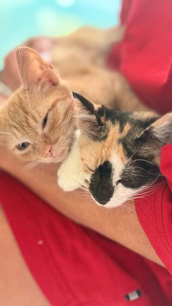 Iliyana & Simba suchen ihr gemeinsames Zuhause