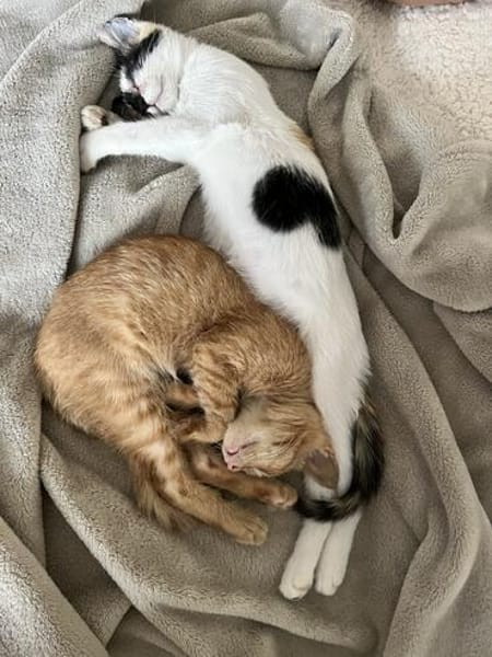 Iliyana & Simba suchen ihr gemeinsames Zuhause