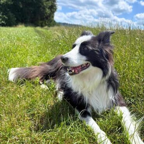 Unglücksrabe Lucky (Border Collie) wartet in 73525 Schwäbisc