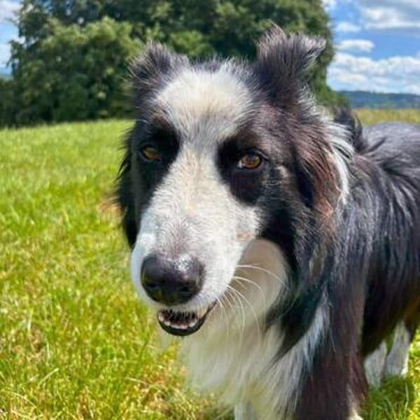 Unglücksrabe Lucky (Border Collie) wartet in 73525 Schwäbisc