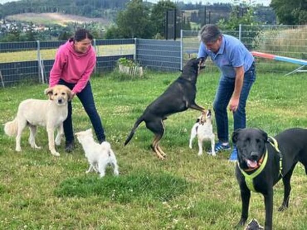 NICKI sucht seinen Menschen mit Hundeerfahrung.