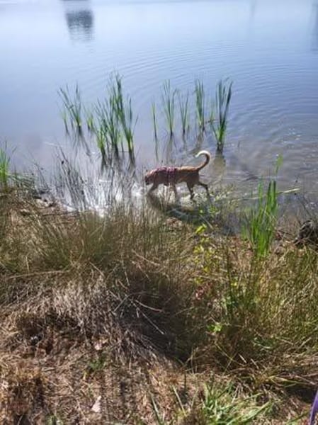 🐾 Effi sucht ihr Für-immer-Zuhause