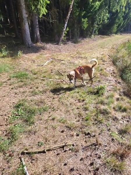 🐾 Effi sucht ihr Für-immer-Zuhause