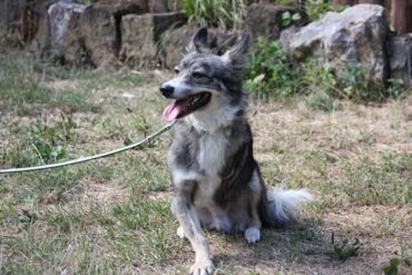FRODO, liebenswürdiges, verschmustes Dreibein sucht