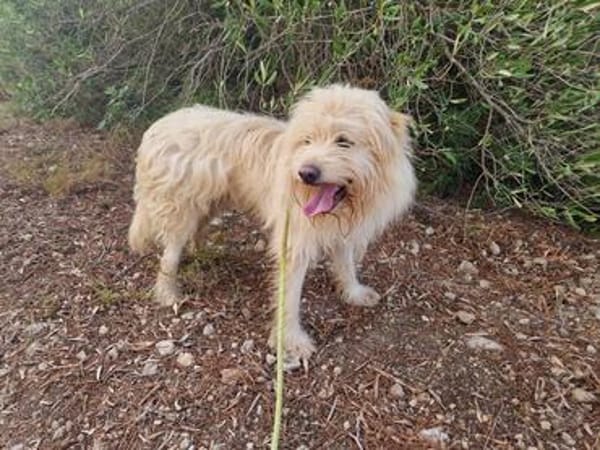 TOSHI braucht Liebe und etwas Geduld