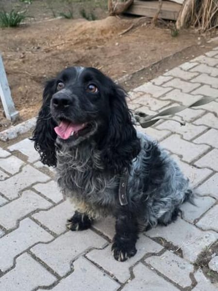 Der russische Spaniel Charli sucht zuhause!