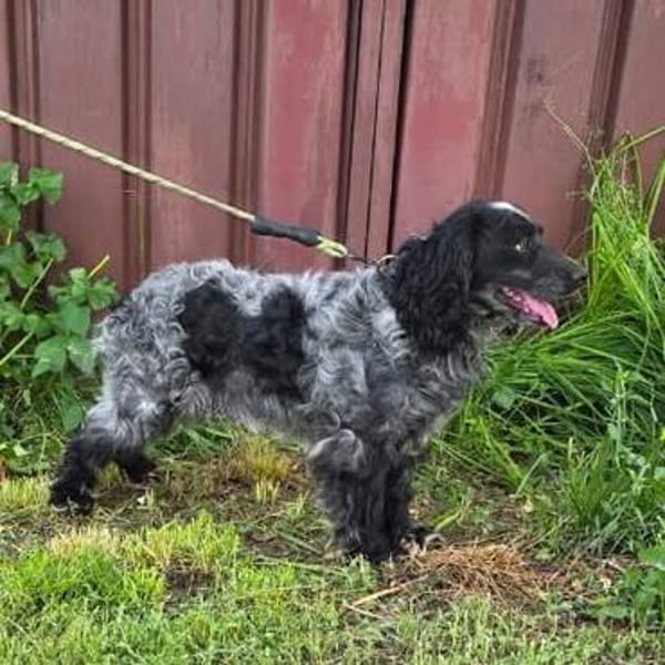 Der russische Spaniel Charli sucht zuhause!