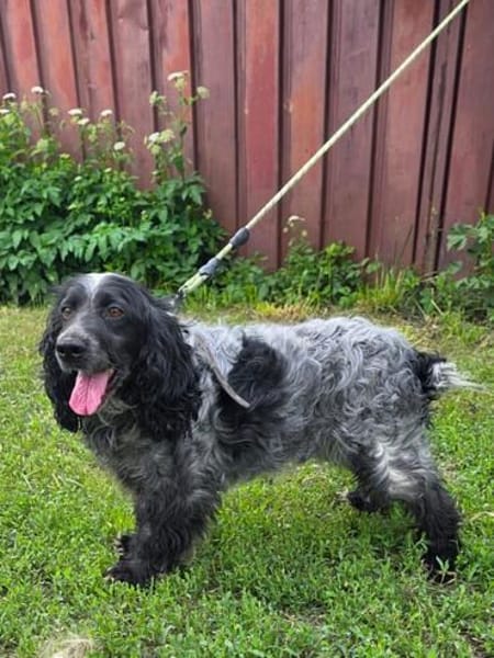 Der russische Spaniel Charli sucht zuhause!