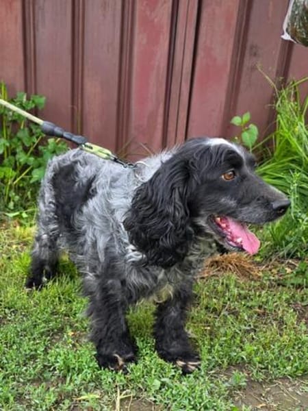 Der russische Spaniel Charli sucht zuhause!