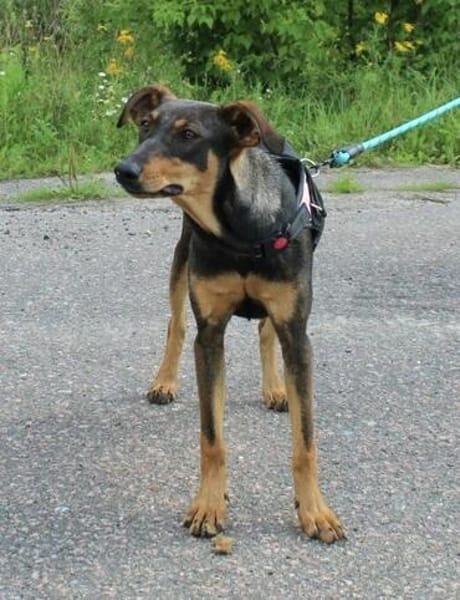 Aufgeschlossene BETA sucht eine treue Familie