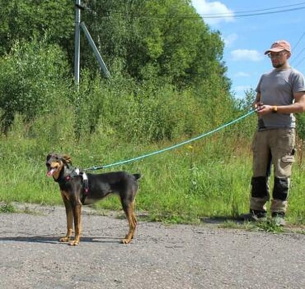 Aufgeschlossene BETA sucht eine treue Familie
