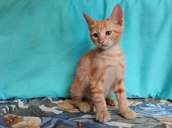 Biscotti
