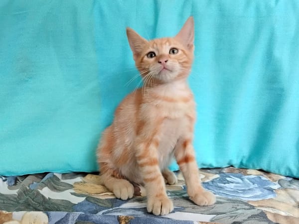Biscotti