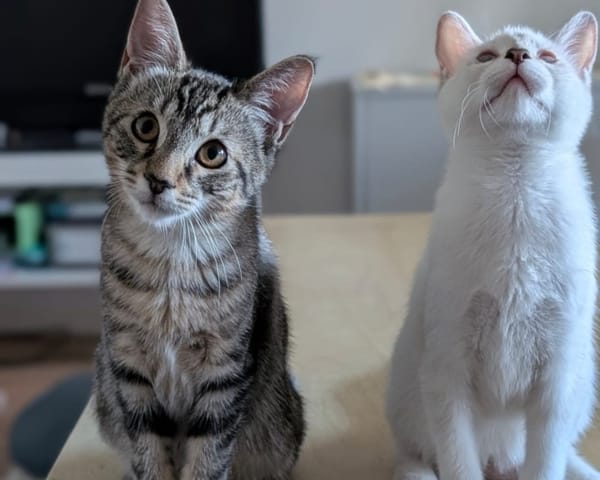 PEACH et KIWI
