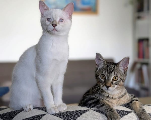 PEACH et KIWI