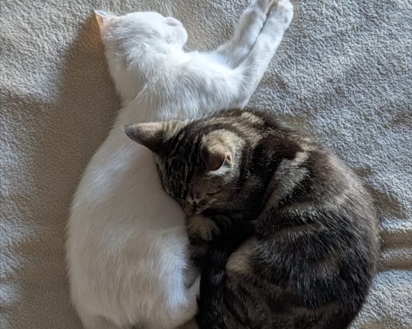 PEACH et KIWI