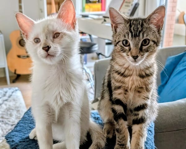 PEACH et KIWI