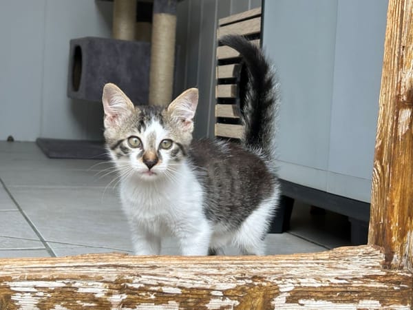 Aslan